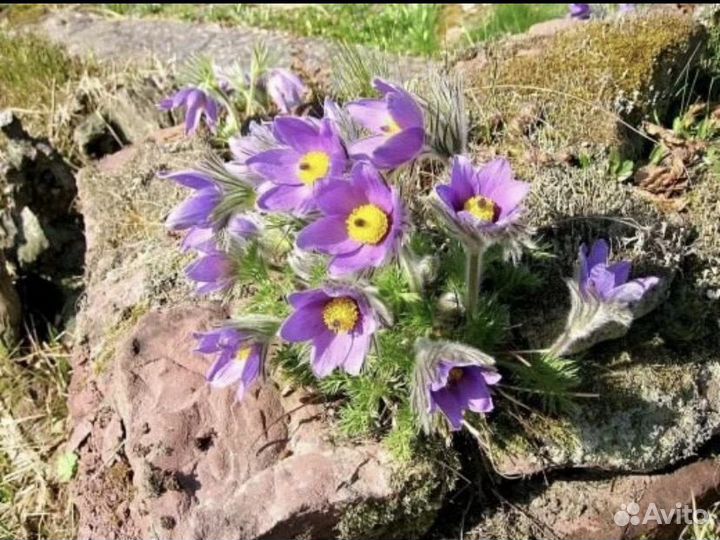 Семена прострела (сон трава)