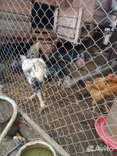 Бойцовые куры