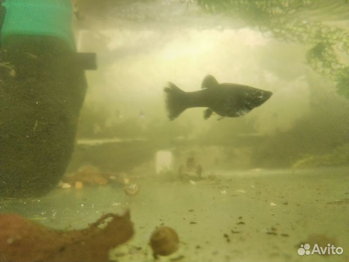 Рыбки моллинезии, гуппи, растения