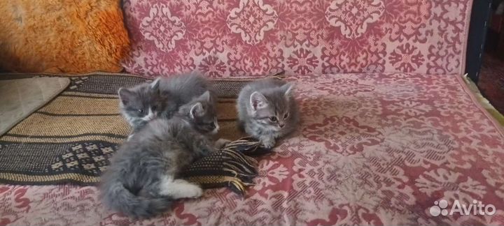 Кошка в дар бесплатно