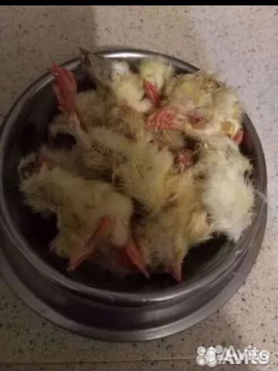 Суточные цыплята (корм для животных)