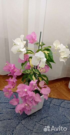 Комнатные цветы в ассортименте