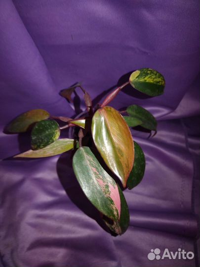 Филодендрон вариегатный, коллекционный