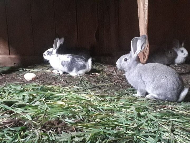 Кролики мясных пород великаны