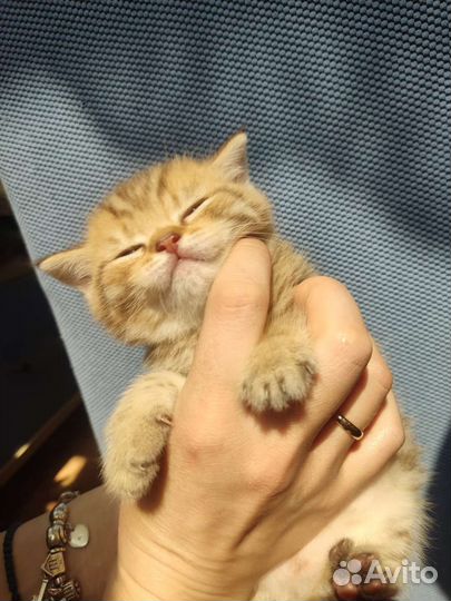 Шотландские котята элитных кровей