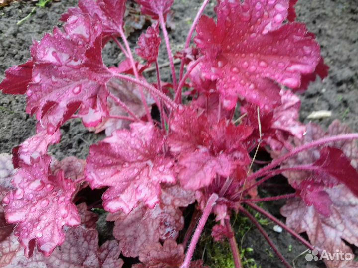 Многолетние растения для сада