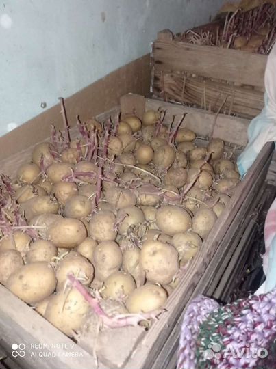 Семенной картофель коломбо