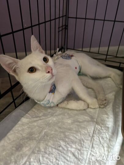Белый крупный кот в добрые руки