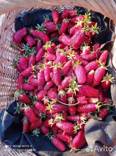 Клубника Купчиха и Чудо мира