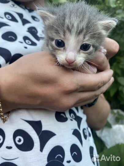 Котята в добрые руки бесплатно