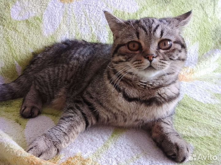 Кошка шотландка