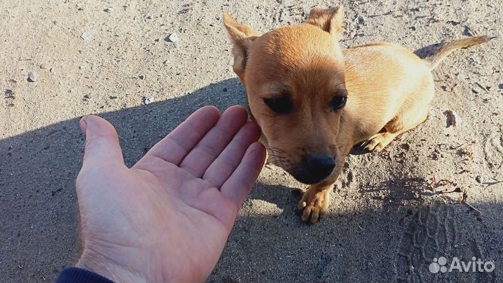 Щенок в добрые руки бесплатно