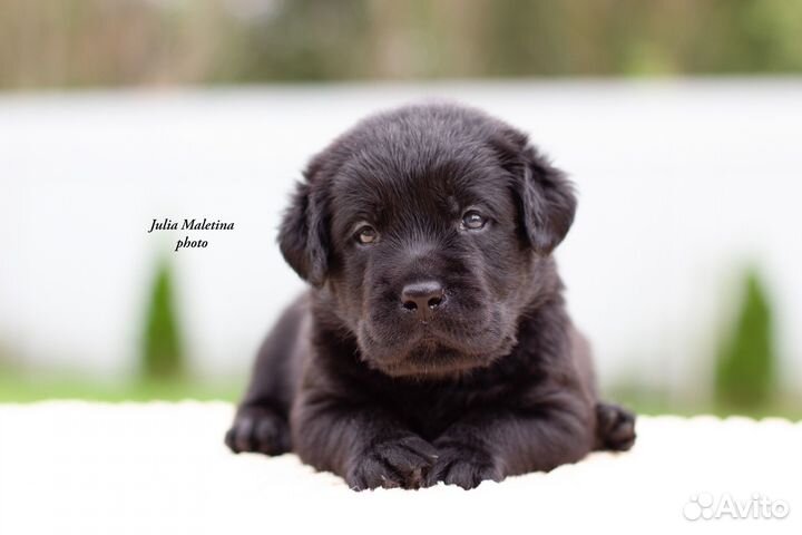 Щенки лабрадора