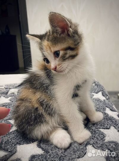 Котята трехцветные в добрые руки