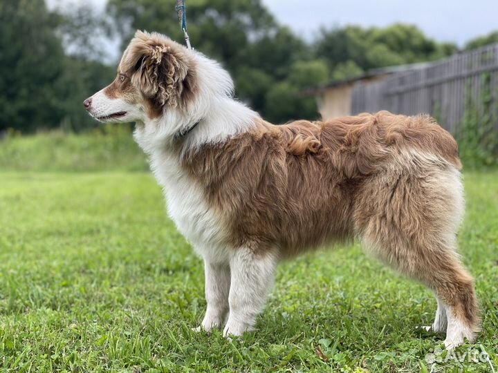 Австралийская овчарка аусси
