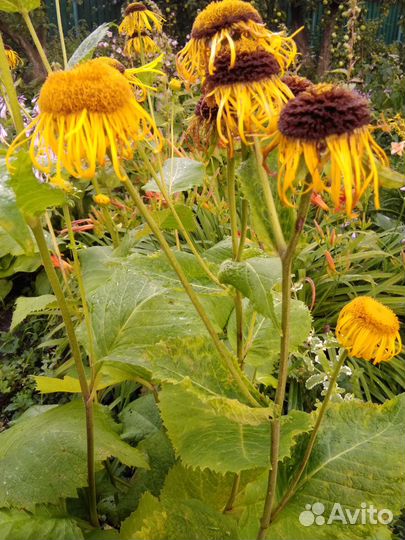 Барвинок, ландыш, девясил, анемона, сныть