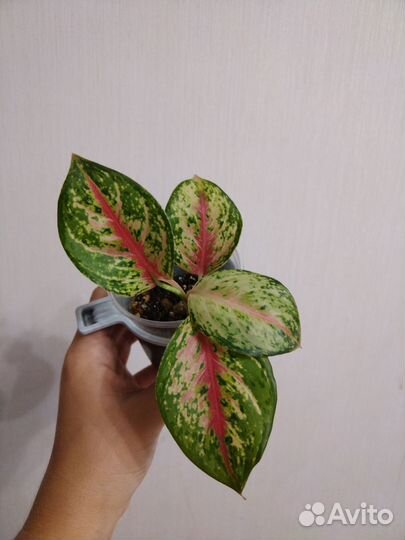 Аглаонема, много разных