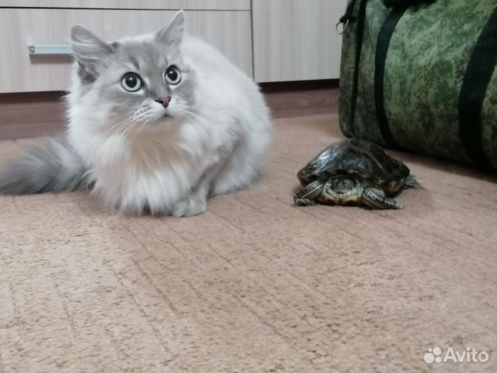 Кошка невская маскарадная