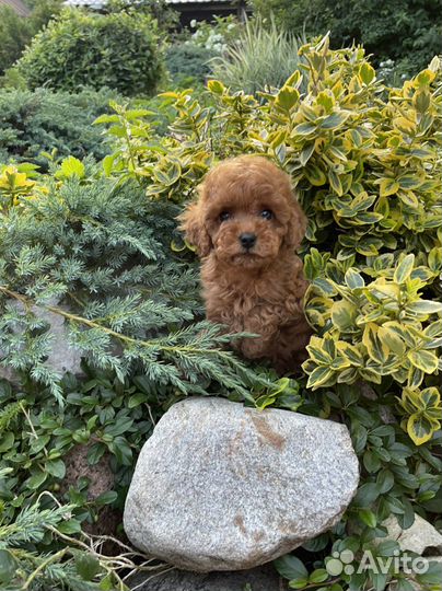 Мальтипу f1 мини девочка