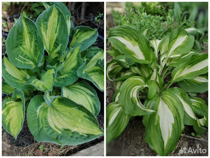 Хоста 2 сорта