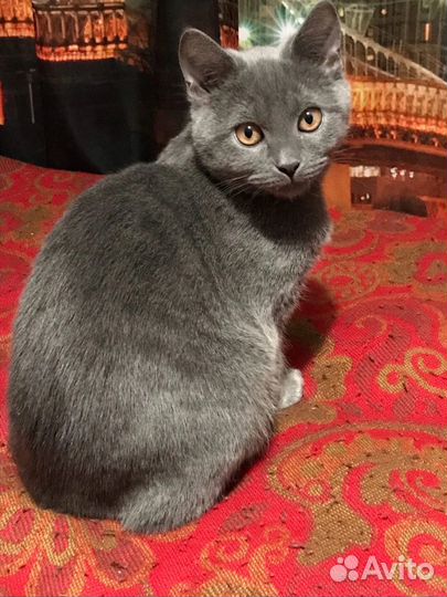 Котята в дар