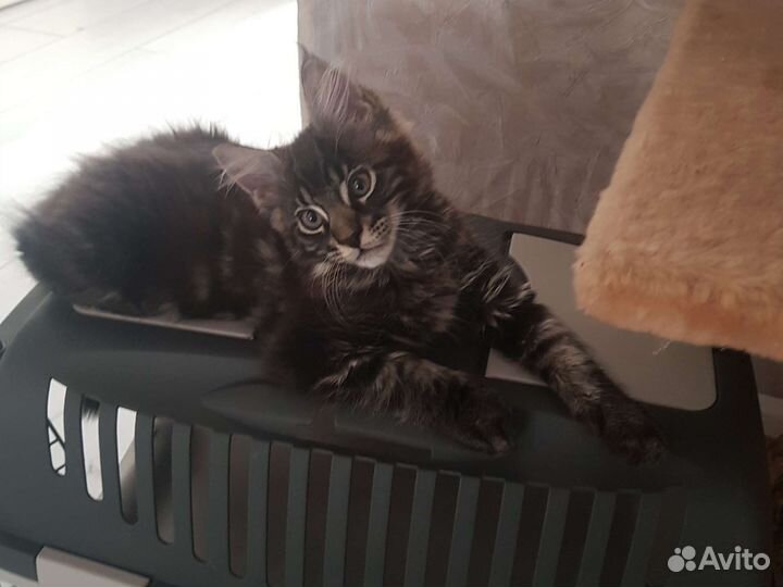 Котята Мейн-кун 5.05.2023г