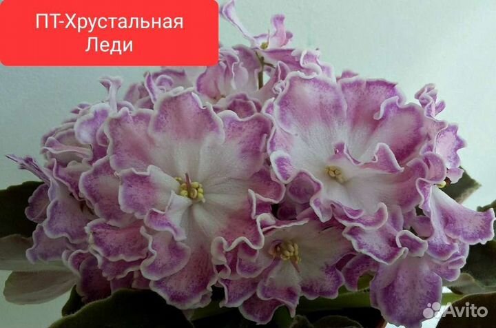 Сортовые фиалки