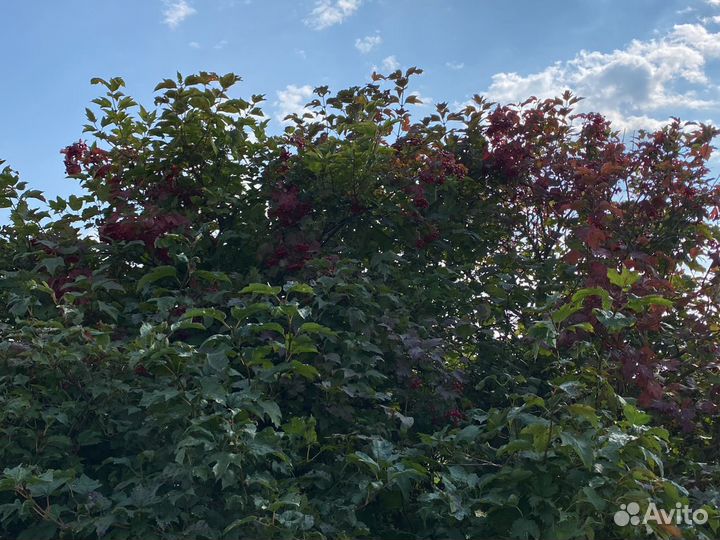 Калина красная