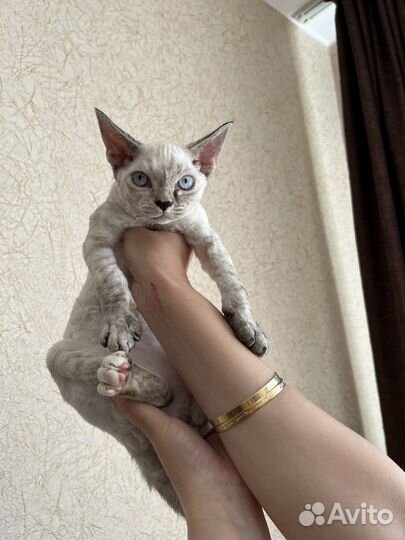 Котята девон-рекс (DRX)
