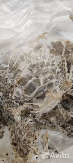 Змеиный выползок