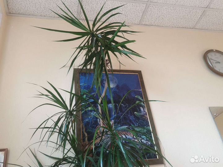 Пальма драцена