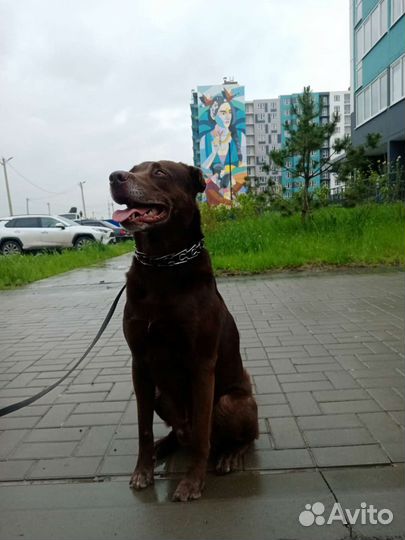 Передержка домашних животных