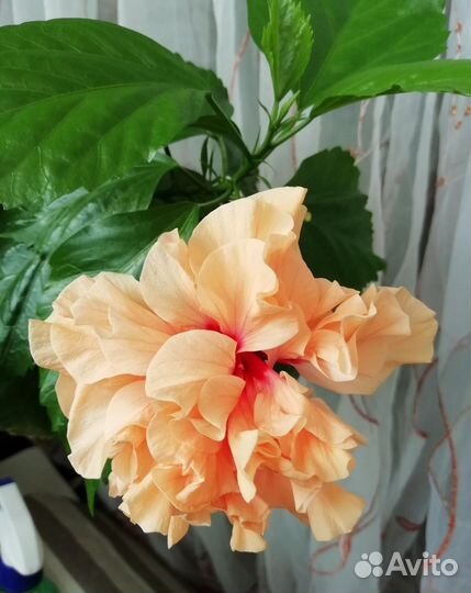 Гибискус- китайская роза