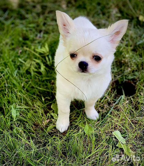 Щенки чихуахуа большой выбор окрасов