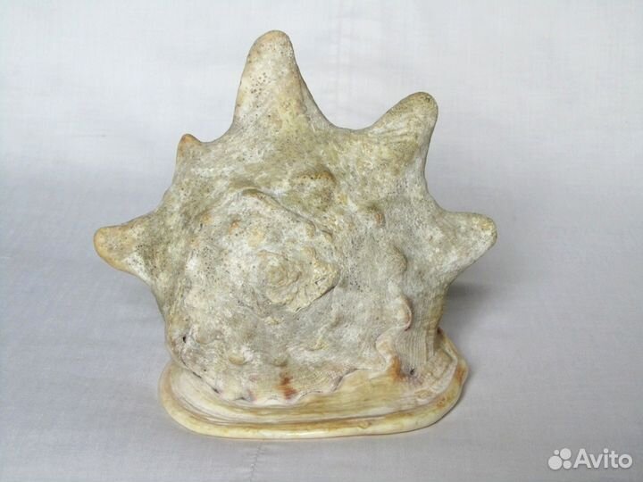 Морская раковина 