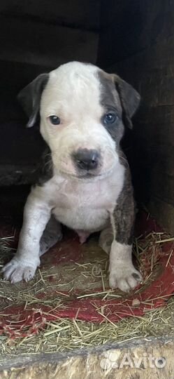 Щенки питбультерьера