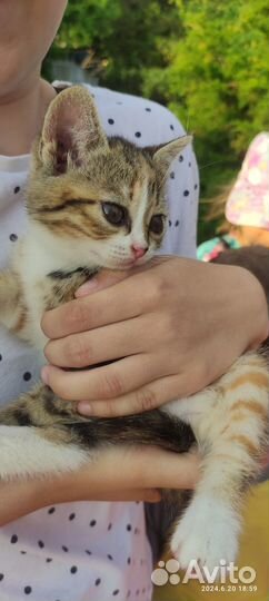 Котёнок