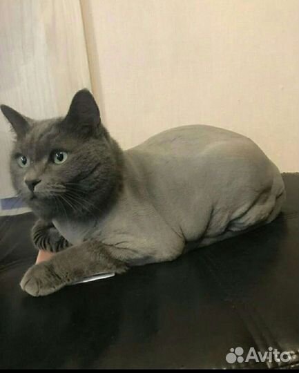 Стрижка кошек. Выезд на дом.Груминг кошек