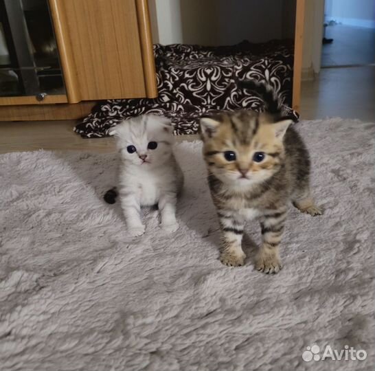 Шотландская