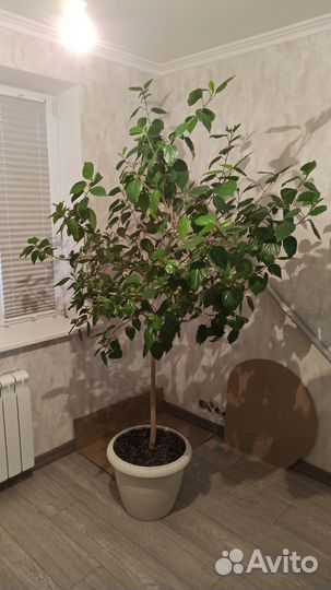 Гибискус (Китайская роза) дерево. Возраст не менее