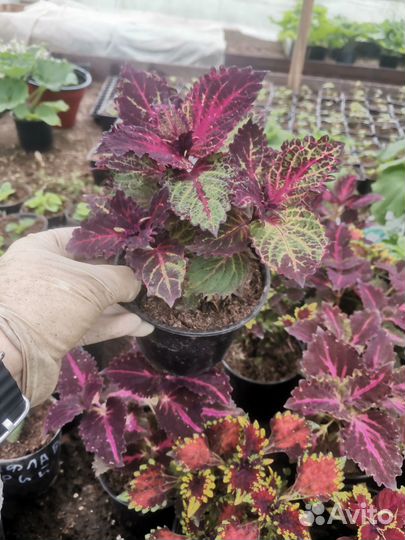 Колеус вегетативный 6 разновидностей