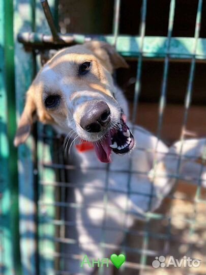 Собака Веснушка ищет дом