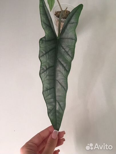 Алоказия хетерофилла