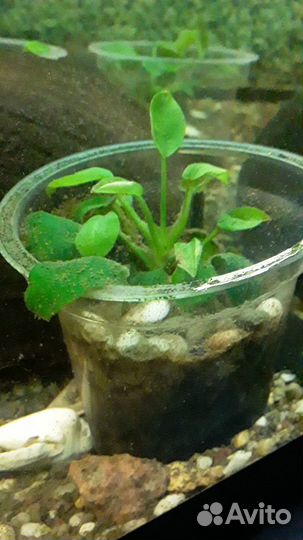 Аквариумные растения и корм для рыбок