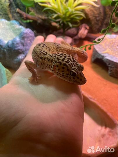 Террариум для эублефара