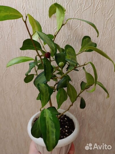 Фикус диверсифолия расписная