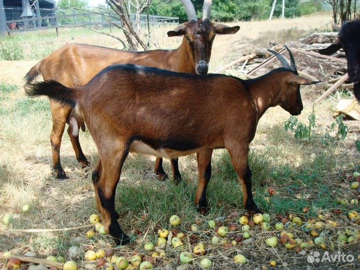 Козел для козы, альпийские козы продажа