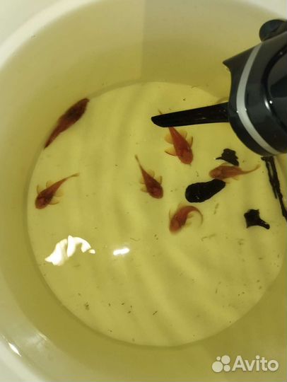 Сомы анцитрусы суперреды