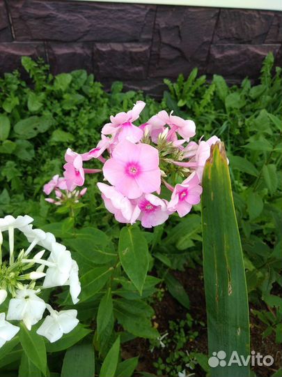 Хризантемы, флоксы