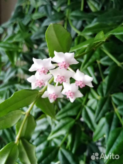 Хойя великолепная